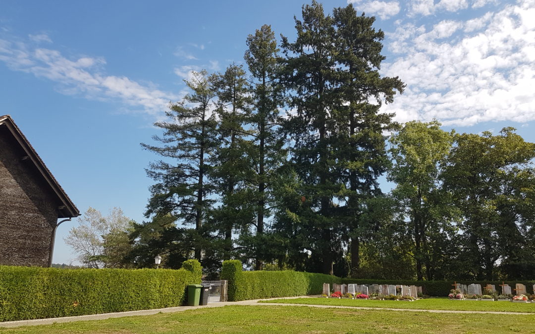 Douglasien Friedhof